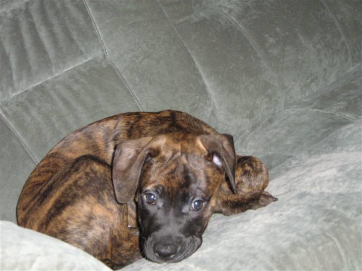 Blanding af racer R.I.P Tarzan billede 3