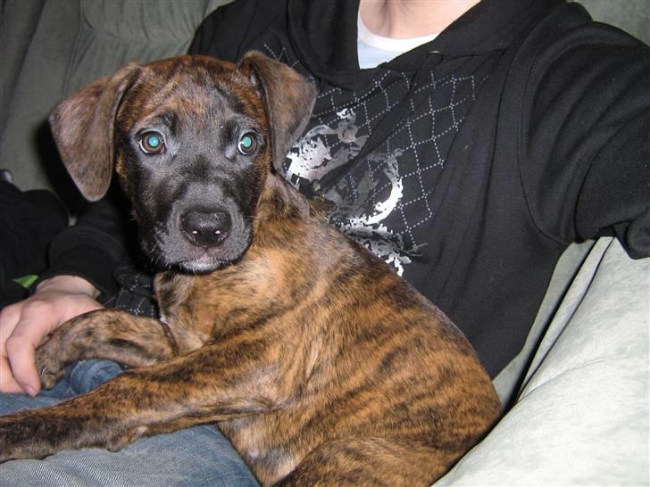 Blanding af racer R.I.P Tarzan billede 4