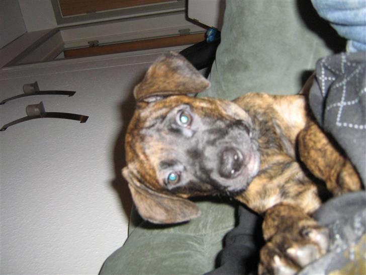 Blanding af racer R.I.P Tarzan billede 5