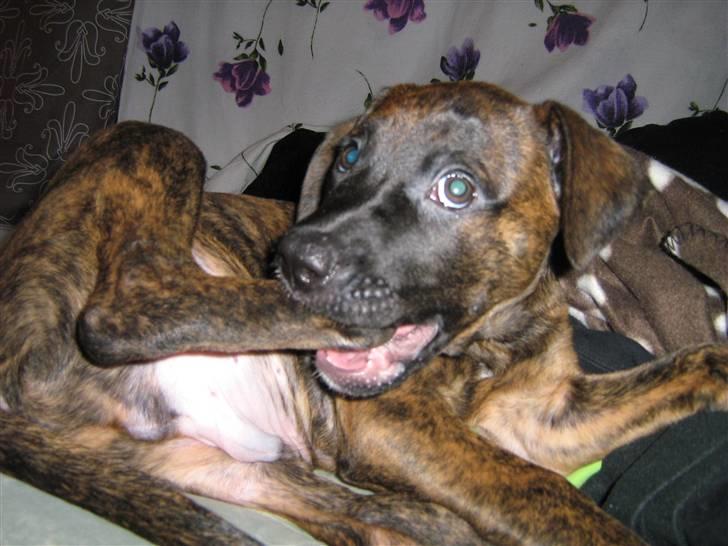 Blanding af racer R.I.P Tarzan billede 6