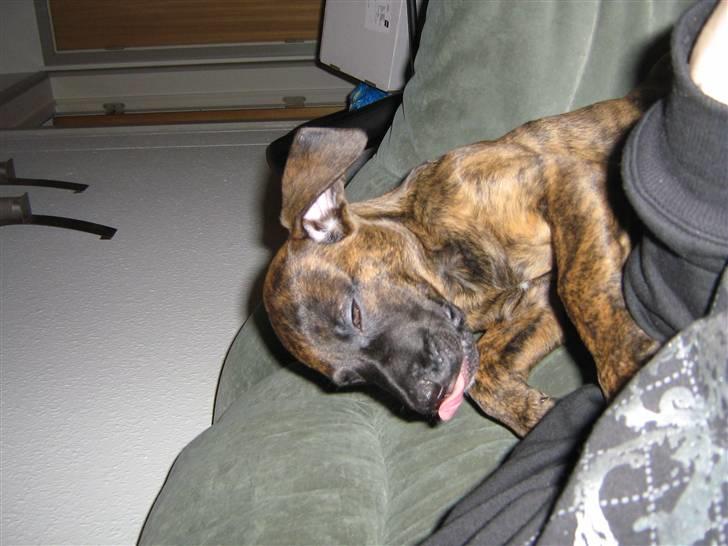 Blanding af racer R.I.P Tarzan billede 7