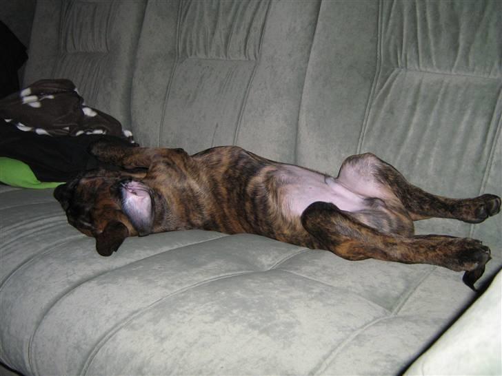 Blanding af racer R.I.P Tarzan billede 8