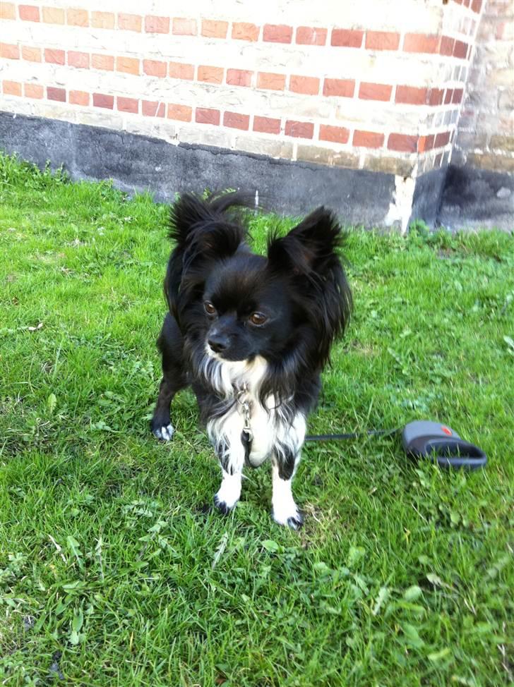 Chihuahua Magnus. - Magnus min lille skat :D billede 4