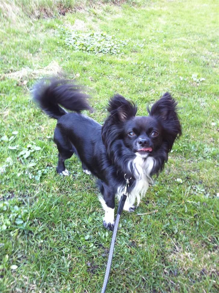 Chihuahua Magnus. billede 7