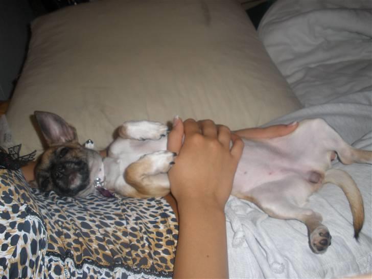 Chihuahua Mussie - Min lille prinsesse. liggende på mors mave. billede 11