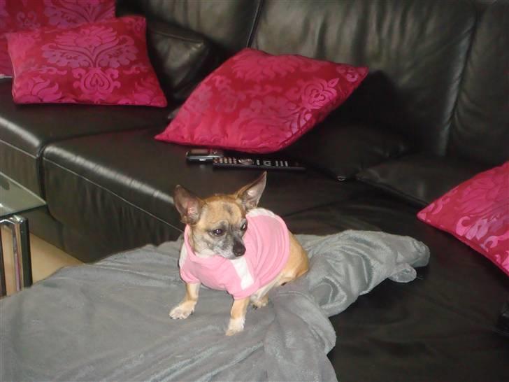 Chihuahua Mussie - Trætte gravide mor :) billede 12