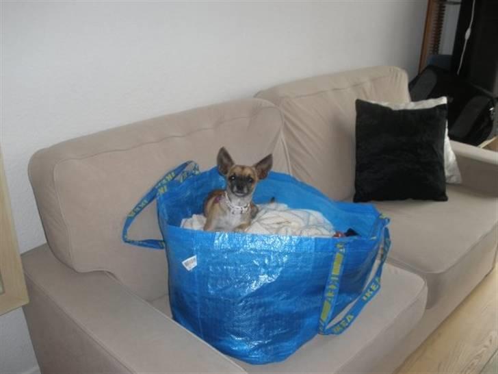 Chihuahua Mussie - Mussie i vasketøjet :) billede 13