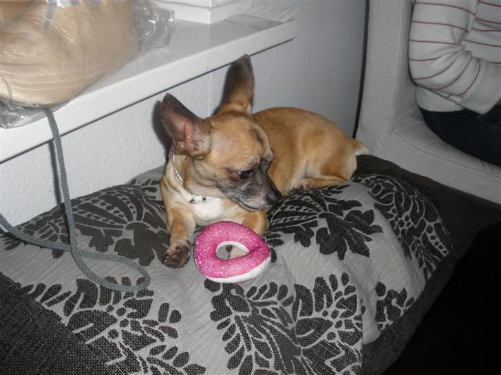 Chihuahua Mussie - Mussie 09´ -Jul i kbh <3 billede 14