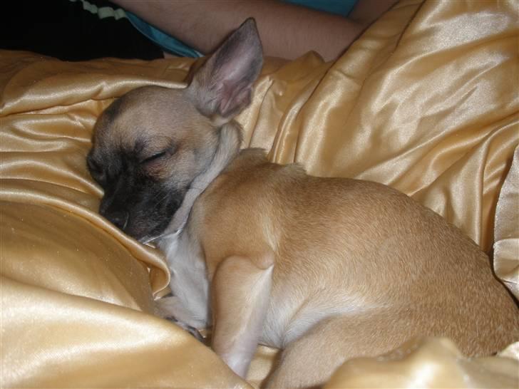 Chihuahua Mussie billede 15