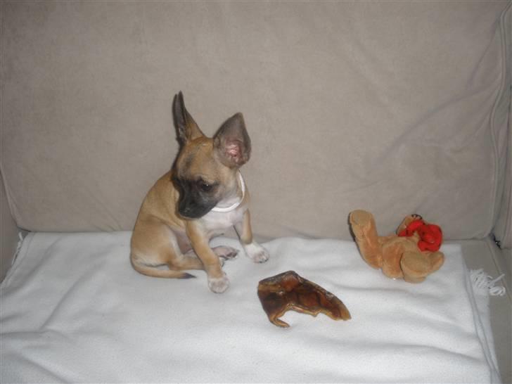 Chihuahua Mussie - 3 ½ mdr. billede 16