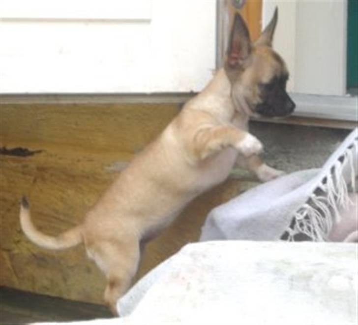 Chihuahua Mussie - Fra hendes første hjem :) billede 18