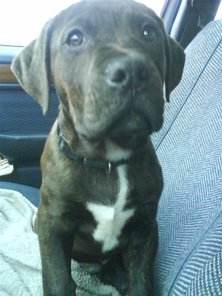 Blanding af racer Buster - Buster første gang ude og køre.. kigger så fint :) billede 1