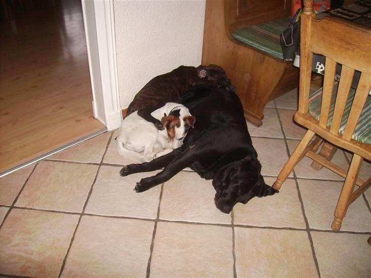 Blanding af racer Buster - Nuller som ligger forneden, Basse imellem hans ben og Buster ovenpå nuller :) total hygge billede 3