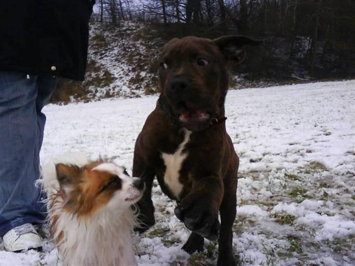 Blanding af racer Buster - Bølle og Buster ude og lege.. Busterøs bedste ven :) billede 4