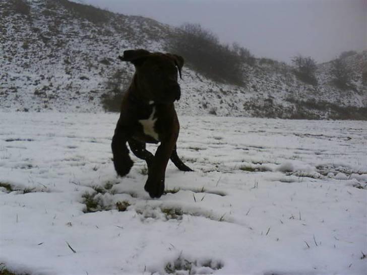 Blanding af racer Buster - Buster :) billede 5