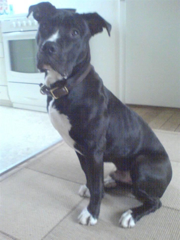 Blanding af racer Santos  R.I.P billede 7