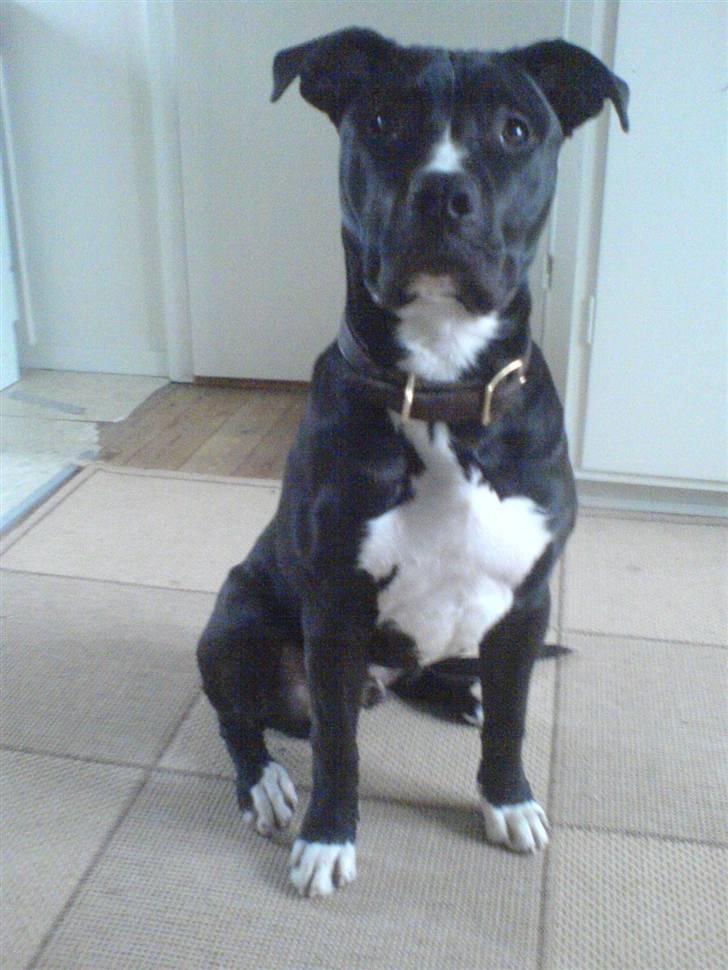 Blanding af racer Santos  R.I.P billede 8