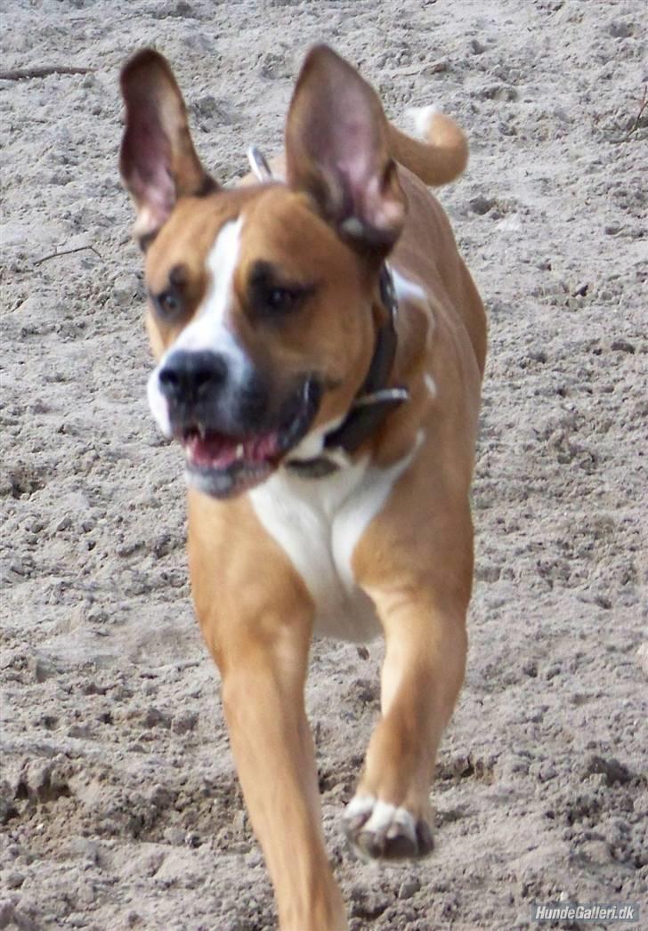 Blanding af racer Amerikansk -bulldog Zimba billede 15