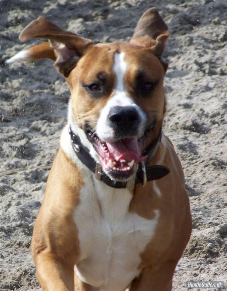 Blanding af racer Amerikansk -bulldog Zimba billede 16