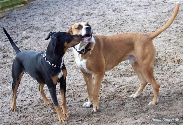 Blanding af racer Amerikansk -bulldog Zimba billede 17