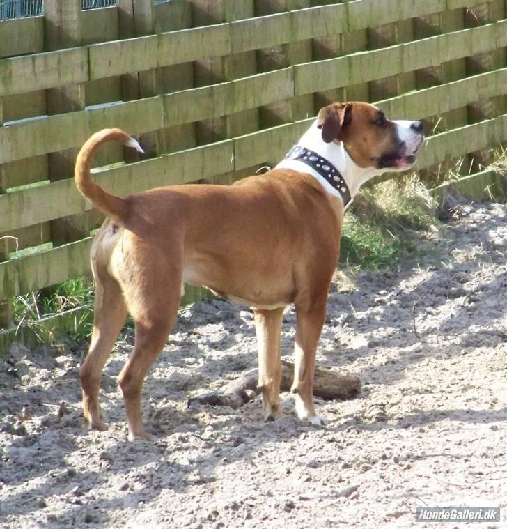 Blanding af racer Amerikansk -bulldog Zimba billede 18