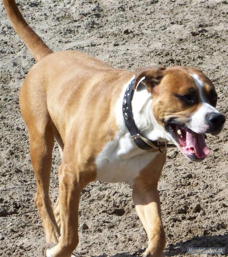 Blanding af racer Amerikansk -bulldog Zimba billede 19