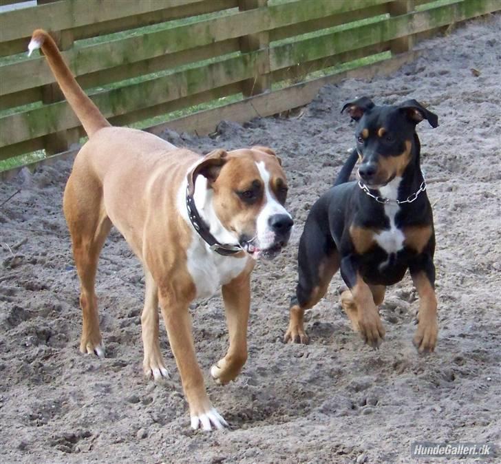 Blanding af racer Amerikansk -bulldog Zimba billede 20