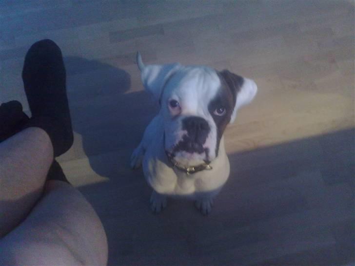 Boxer Hilmer billede 15