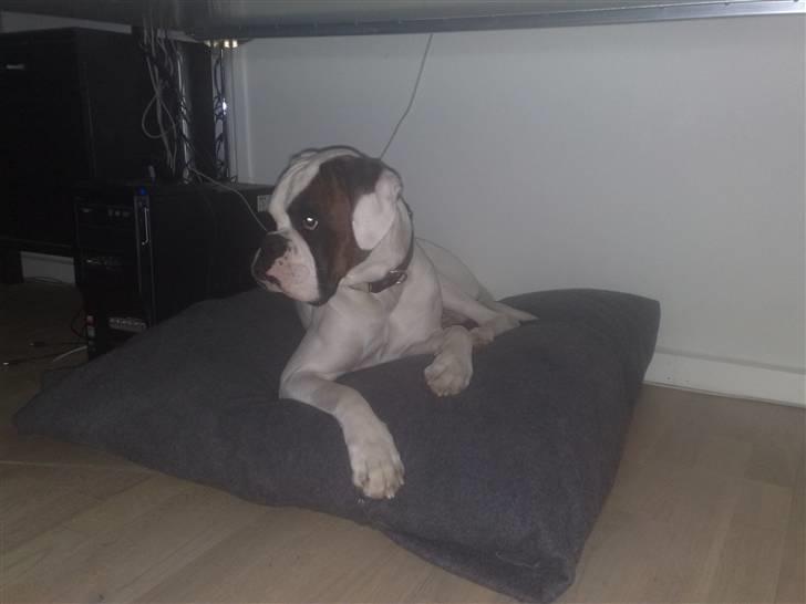 Boxer Hilmer billede 16