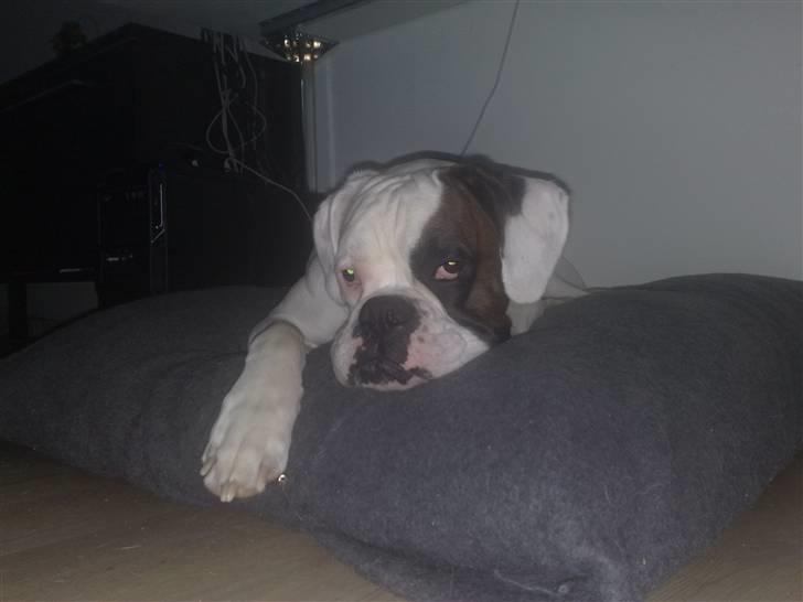 Boxer Hilmer billede 17