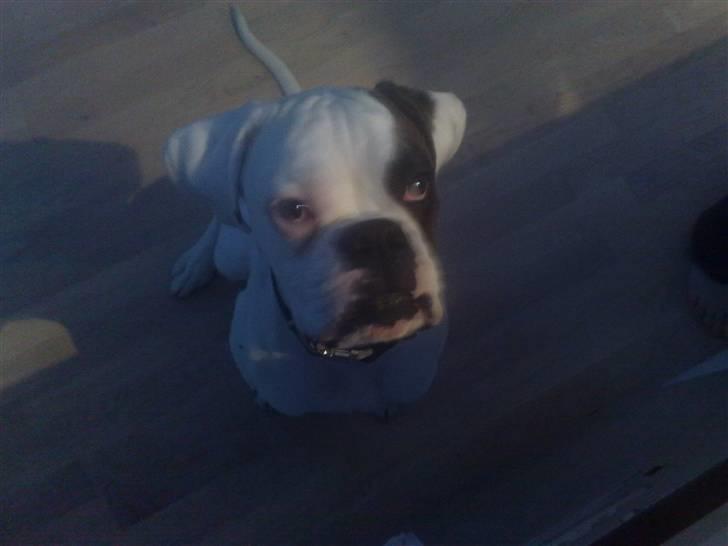 Boxer Hilmer billede 18