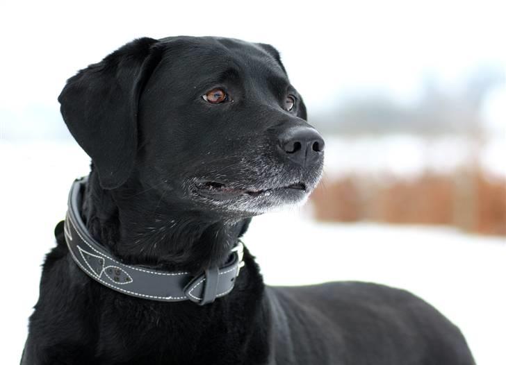 Labrador retriever Skovlyst's Lady - Velkommen til Lady´s profil - Læg en kommentar, og en bedømmelse til hende. (sh-foto) billede 1
