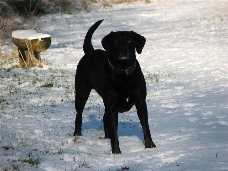Labrador retriever Skovlyst's Lady - På naturstien. (LK-Foto) billede 2