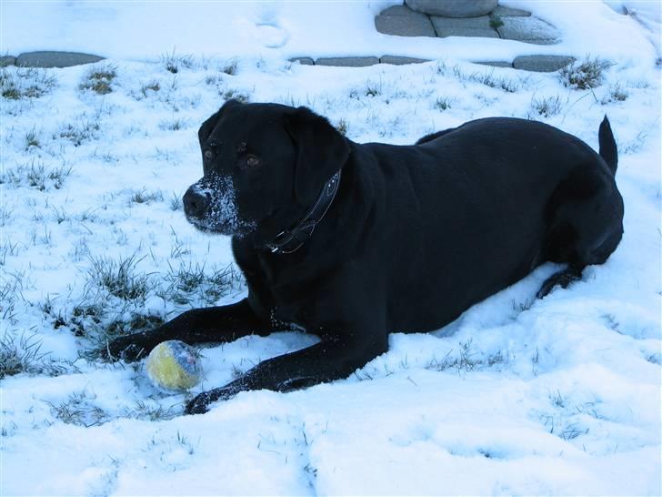 Labrador retriever Skovlyst's Lady - Lady ude i haven med sin bold. (LK-Foto) billede 3