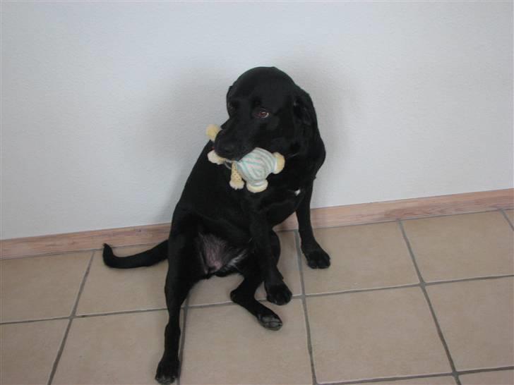 Labrador retriever Skovlyst's Lady - Lady sidder indenfor, hun er lidt flov. (LK-Foto) billede 4