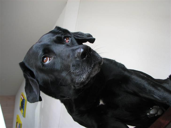 Labrador retriever Skovlyst's Lady - Når Lady hun er meget flov. (LK-Foto) billede 5