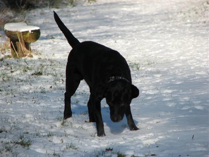 Labrador retriever Skovlyst's Lady - Lady nede på naturstien igen. (LK-Foto) billede 6