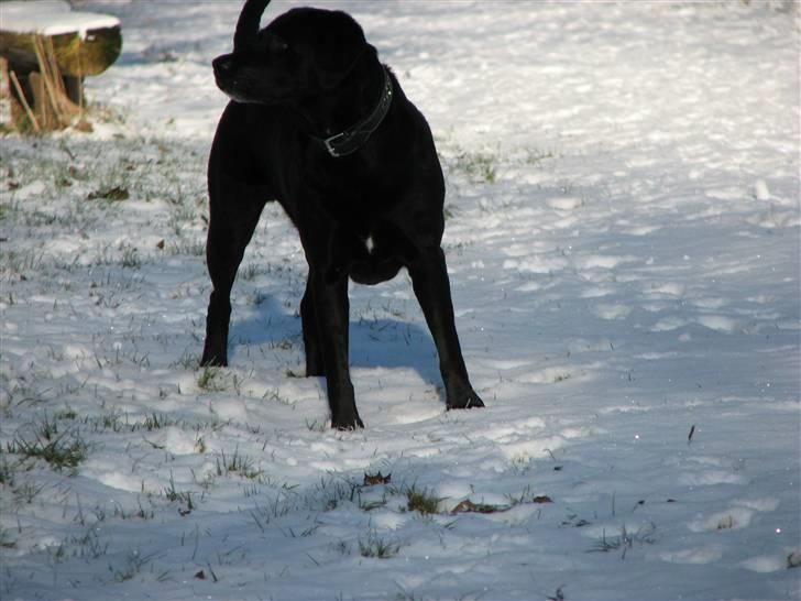 Labrador retriever Skovlyst's Lady - Lady på naturstien. Hun elsker at lege i sneen. (LK-Foto) billede 7