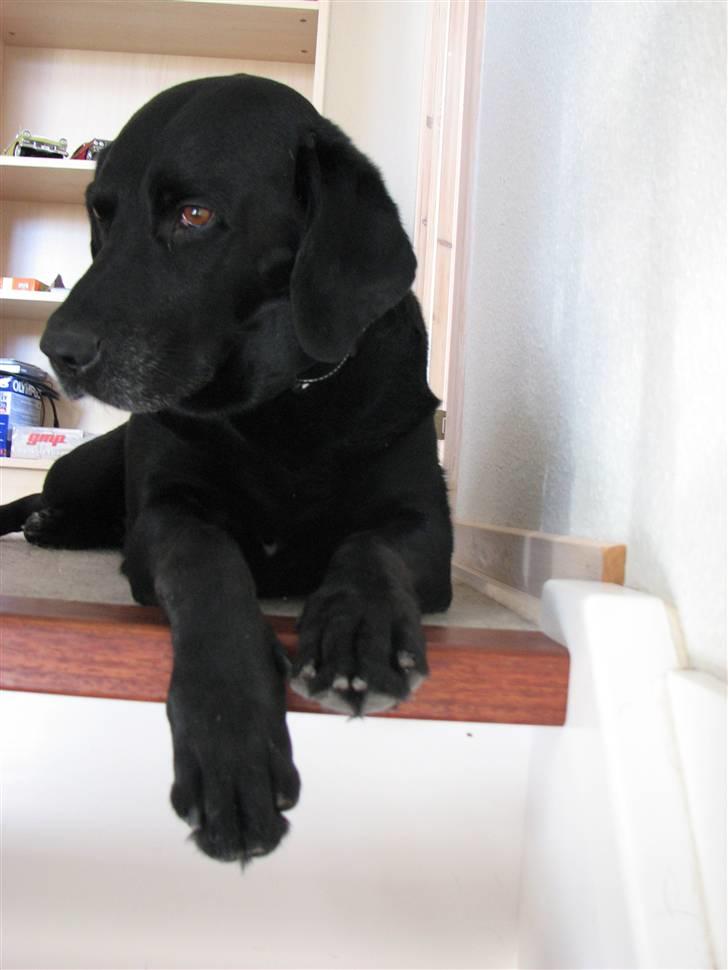 Labrador retriever Skovlyst's Lady - Hun venter på, hun får lov til at gå ned af træppen. (LK-Foto) billede 8