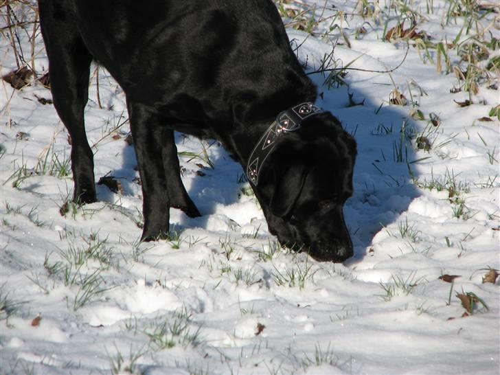 Labrador retriever Skovlyst's Lady - Lady ved ikke hvor hun skal sætte sig. (LK-Foto) billede 9