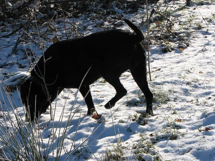 Labrador retriever Skovlyst's Lady - Hun er også legesyg nogle gange. (LK-Foto) billede 10