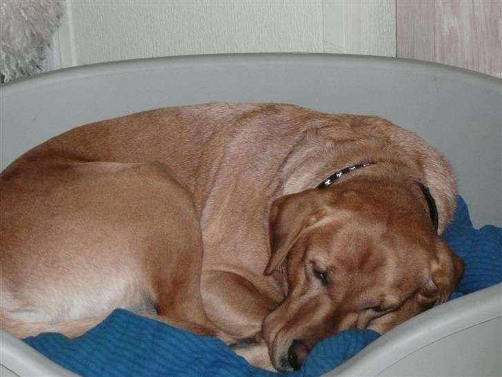 Labrador retriever Timon billede 11