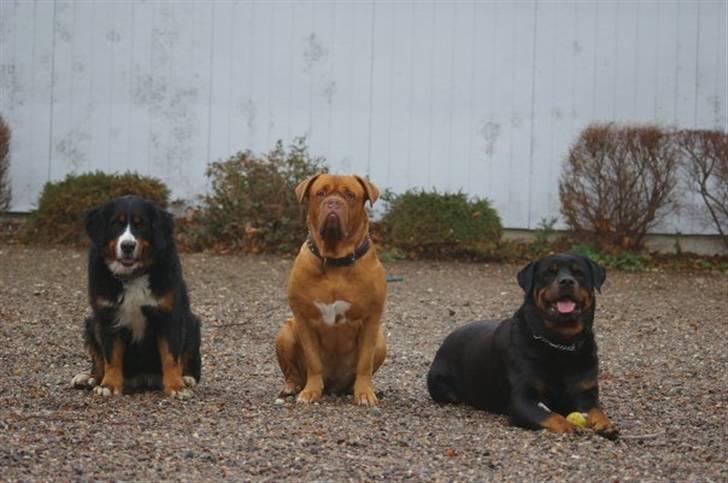 Rottweiler bacchus billede 3