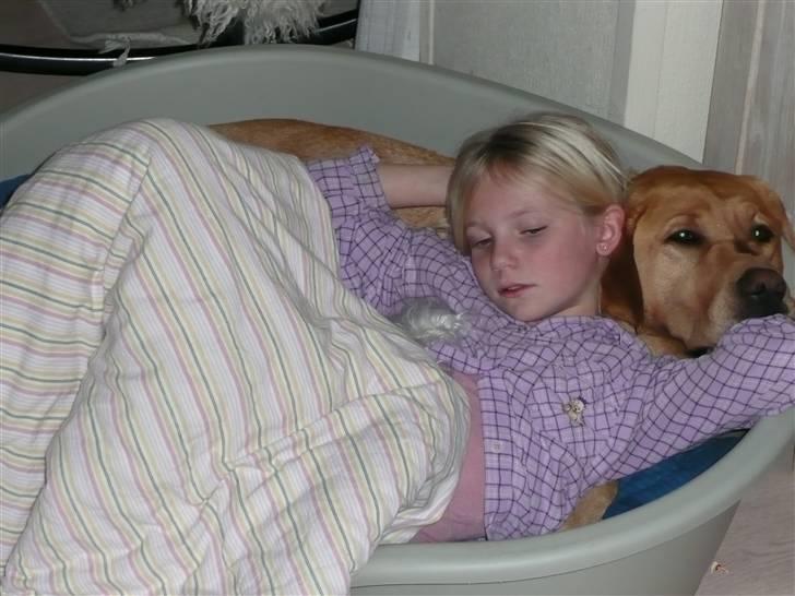Labrador retriever Timon billede 14