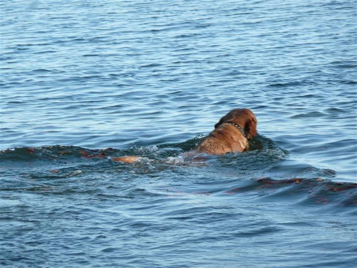 Labrador retriever Timon billede 12