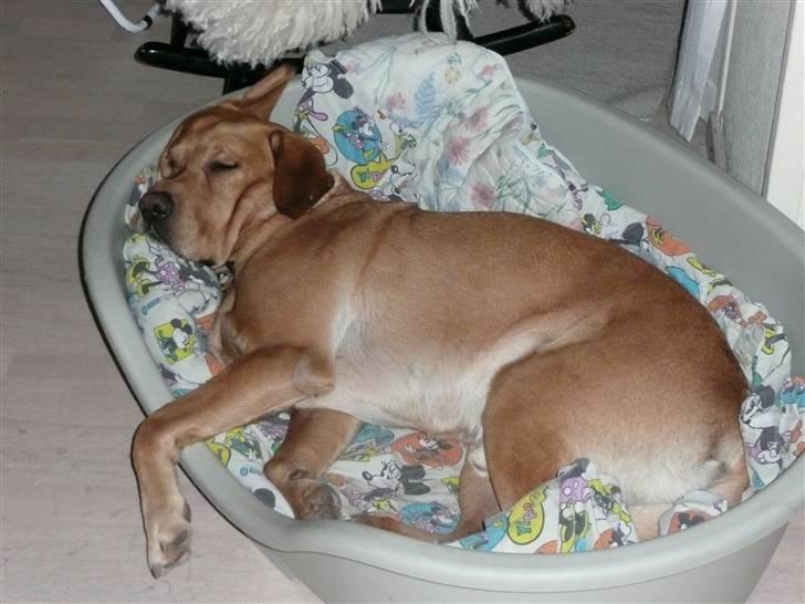 Labrador retriever Timon billede 15