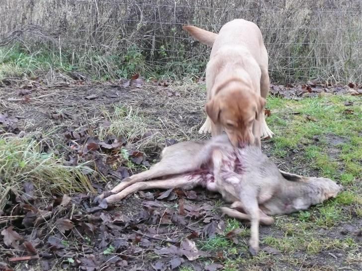 Labrador retriever Timon billede 13