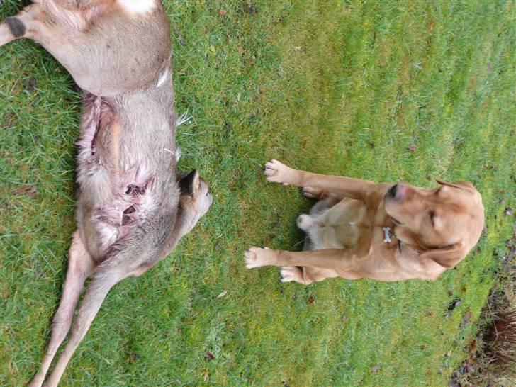 Labrador retriever Timon billede 16