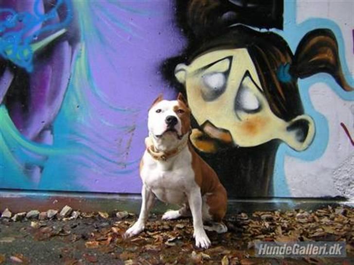 Amerikansk staffordshire terrier Cobra aka Rocky - velkommen (; billede 1