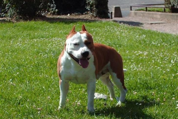 Amerikansk staffordshire terrier Cobra aka Rocky billede 2